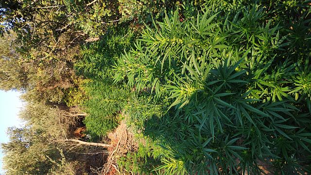 χασισοφυτεία