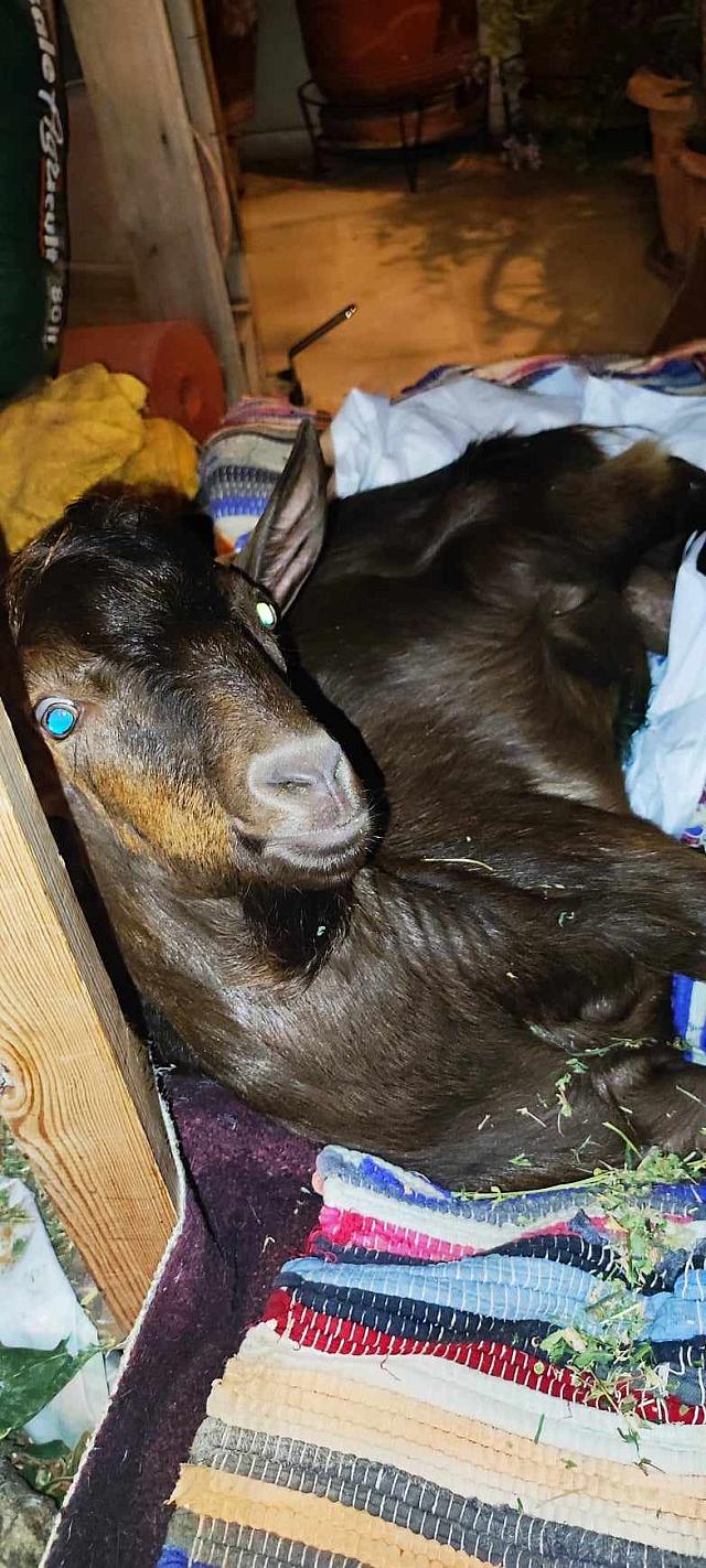 τράγος χανιά