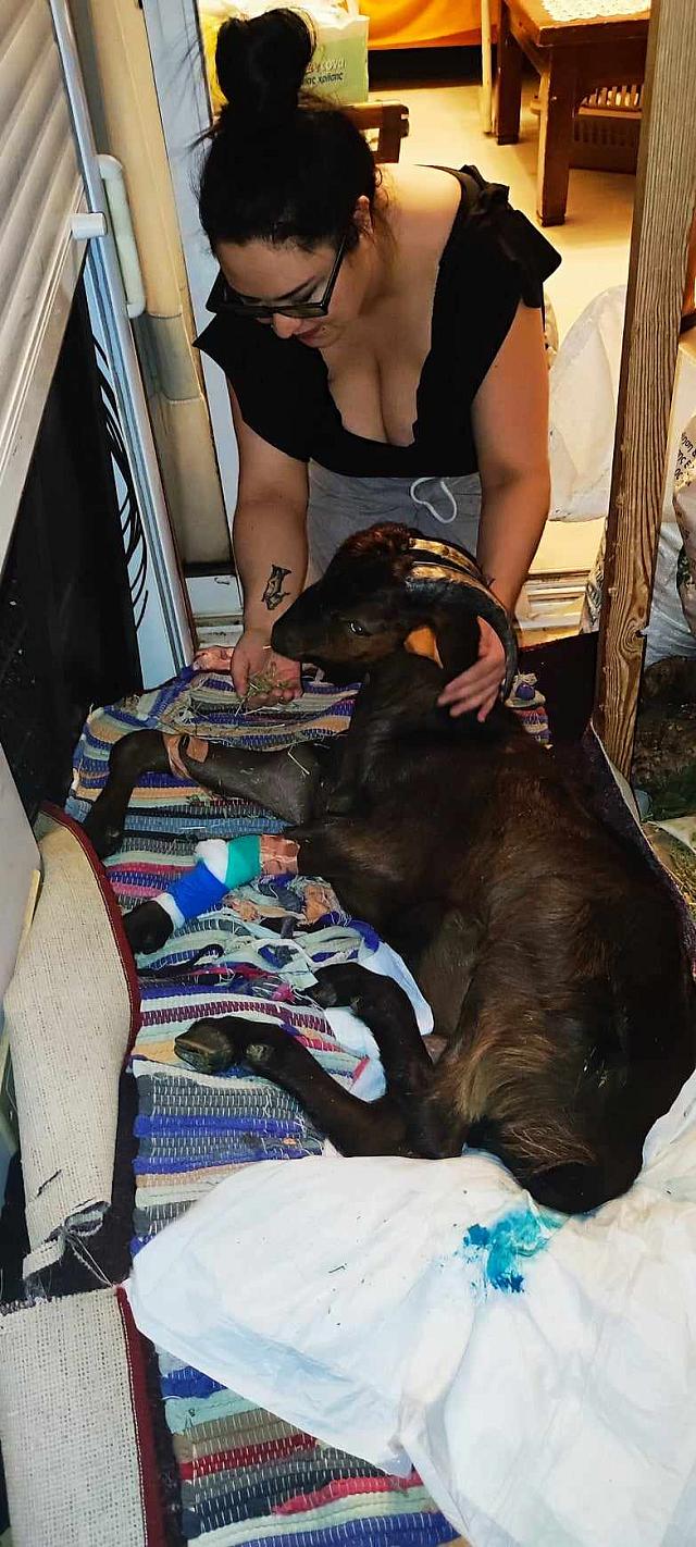 τράγος χανιά