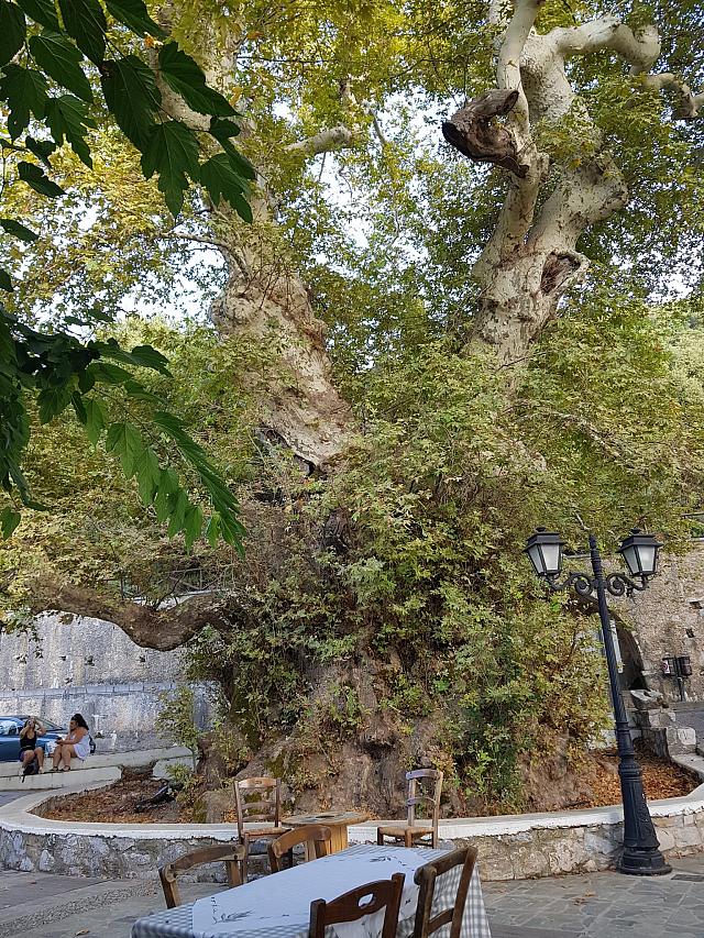 πλατανος κρασι