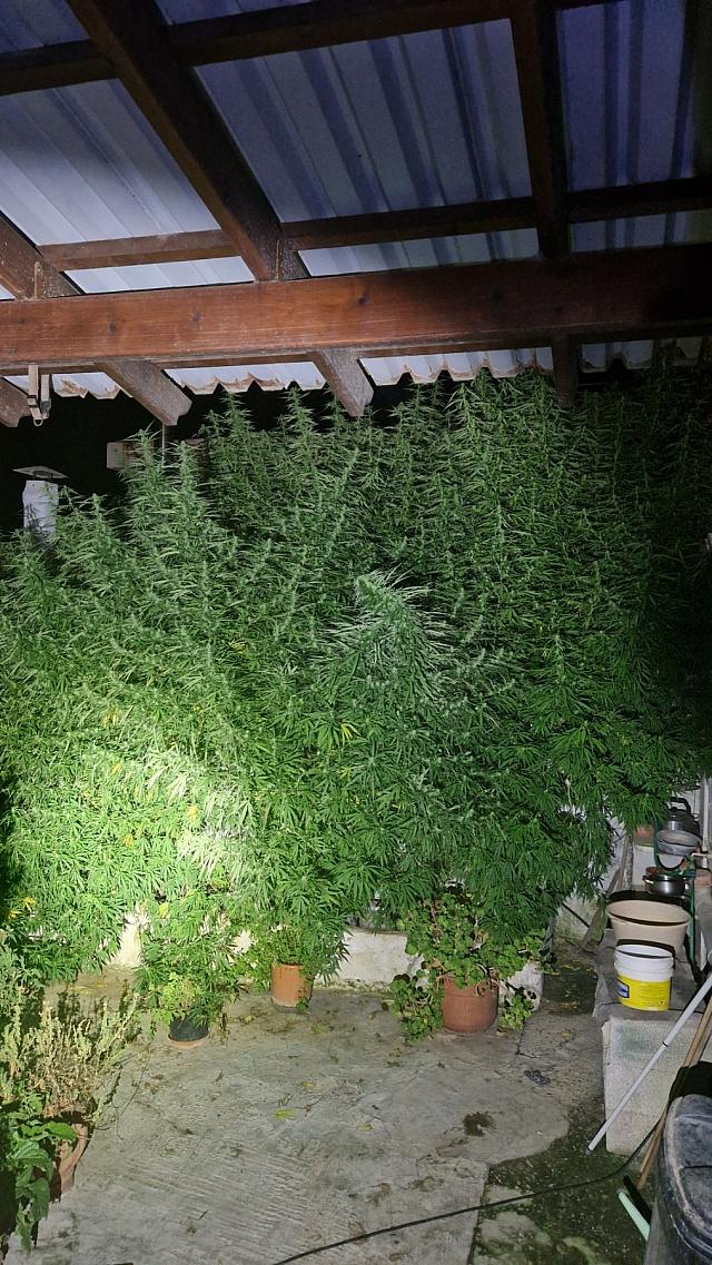 χασισόδεντρα χανιά