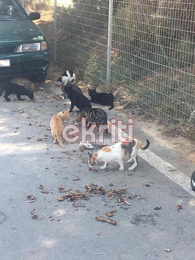 θέση αδέσποτα αμεα