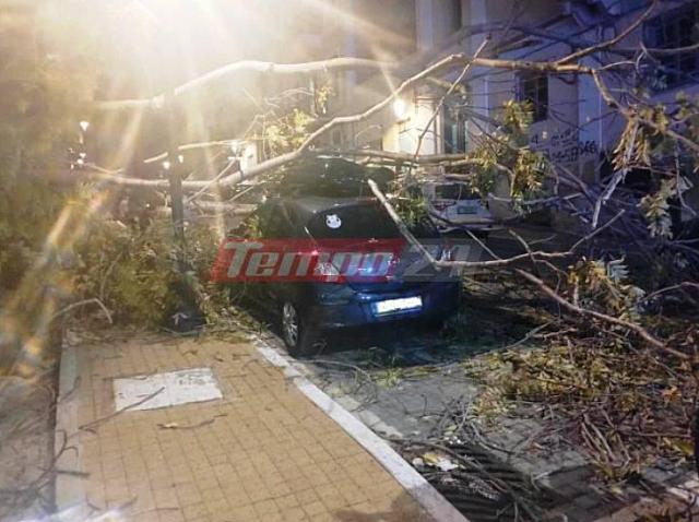 δεντρο πατρα