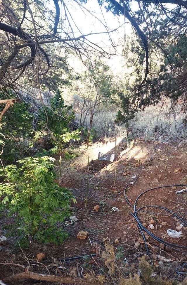 Βρήκαν τη χασισοφυτεία και μεγάλη ποσότητα κάνναβης