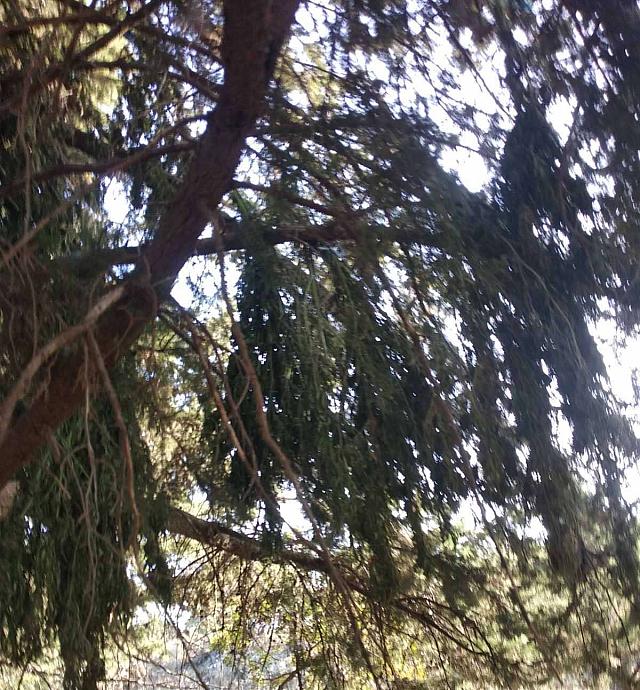 Βρήκαν τη χασισοφυτεία και μεγάλη ποσότητα κάνναβης