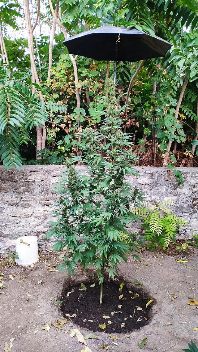 χασισοφυτεία μυλοπόταμος