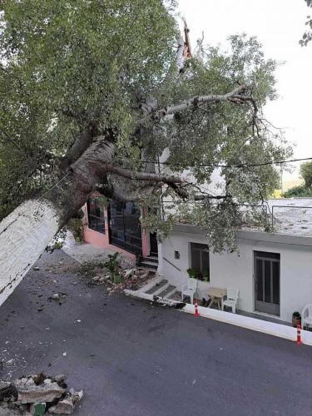 Αναστάτωση στον Μέρωνα Αμαρίου από την πτώση μεγάλου δέντρου μέσα στο χωριό