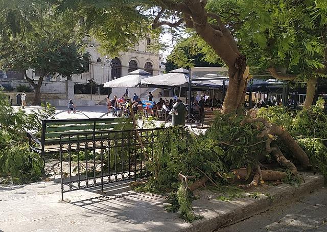 δέντρο ηράκλειο