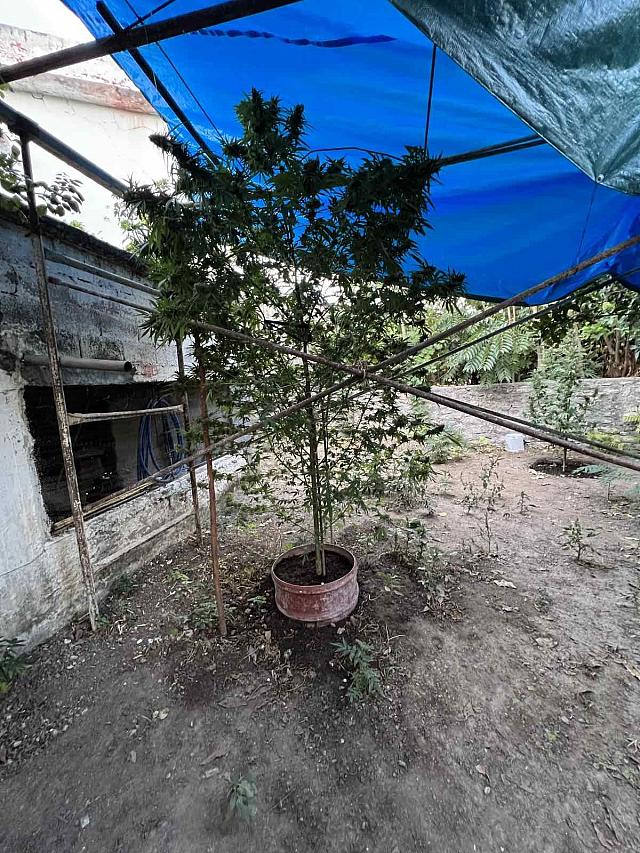 χασισοφυτεία μυλοπόταμος