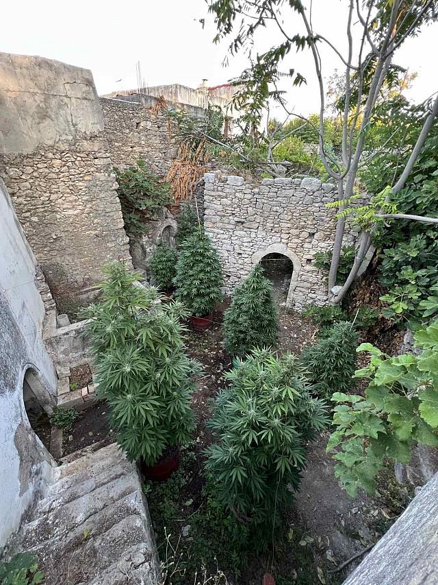 χασισοφυτεία μυλοπόταμος