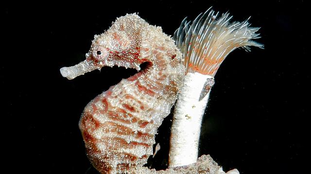 ΙΠΠΟΚΑΜΠΟΣ