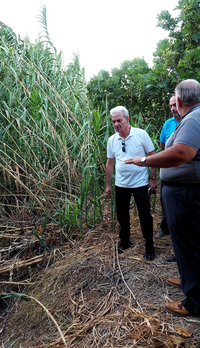 αλέξης καλοκαιρινός