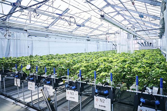 θερμοκηπιο