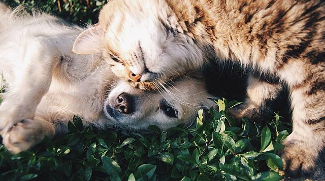 σκύλος γάτα