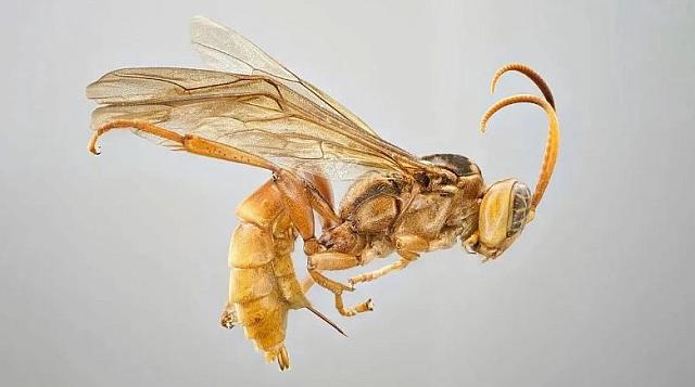 ΣΦΗΚΑ ΒΑΜΠΙΡ