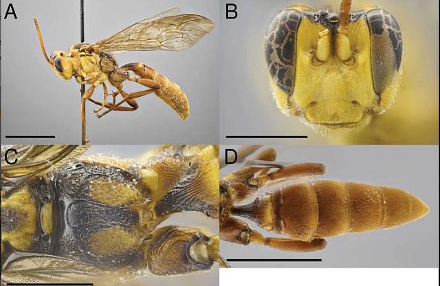 ΣΦΗΚΑ ΒΑΜΠΙΡ