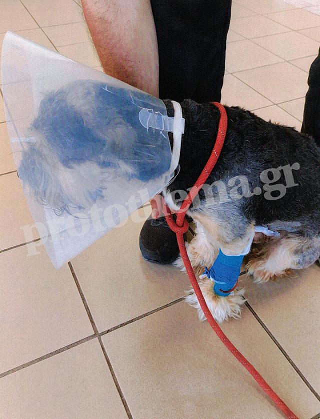 σκύλος - φόλα