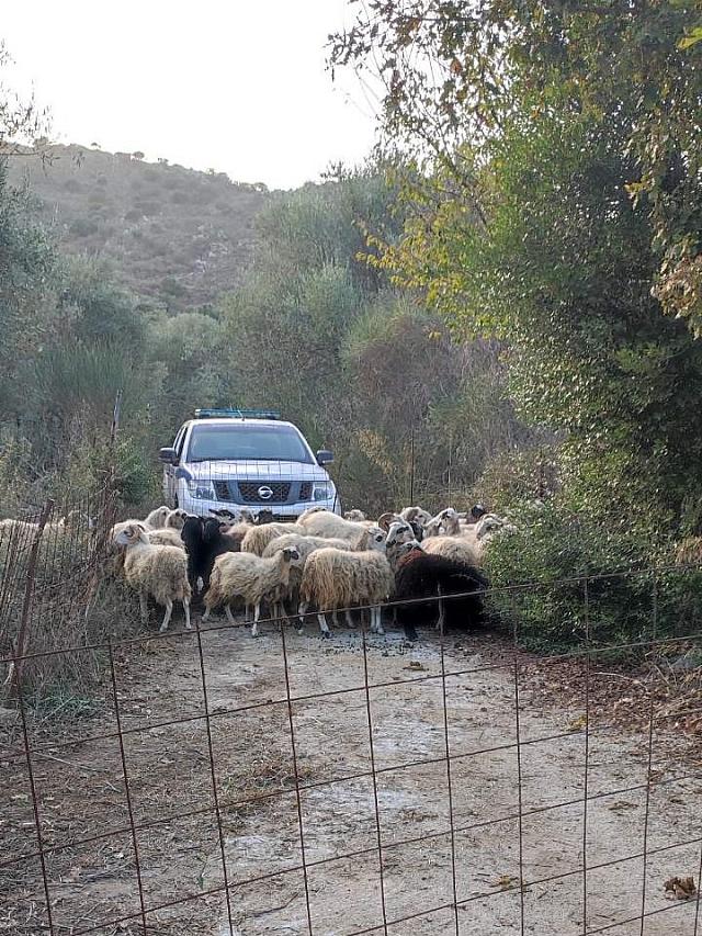 ΠΡΌΒΑΤΑ ΕΛΑς