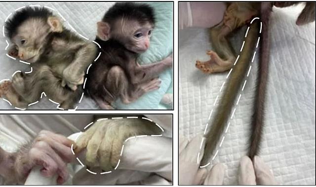 πιθηκος με φωσφορίζοντα ματια