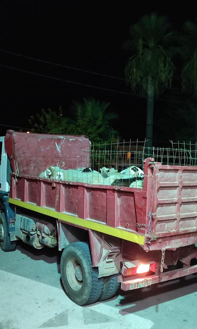 ΠΡΌΒΑΤΑ ΕΛΑς