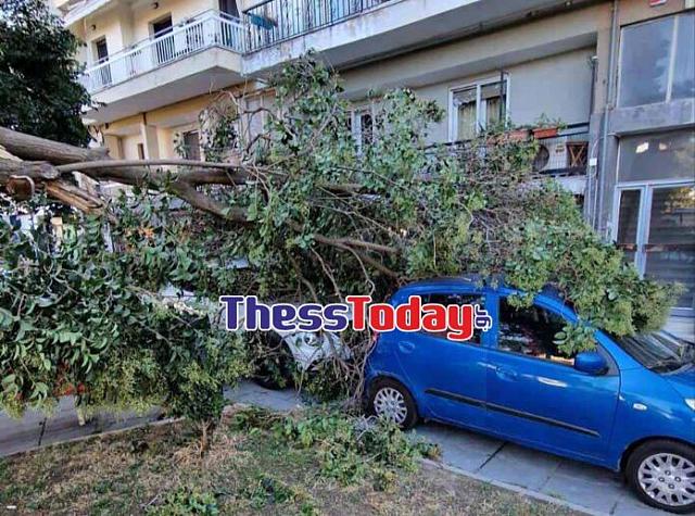 Δένδρα Θεσσαλονίκη 2