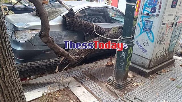 Δένδρα Θεσσαλονίκη 3