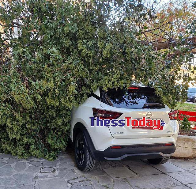 Δένδρα Θεσσαλονίκη