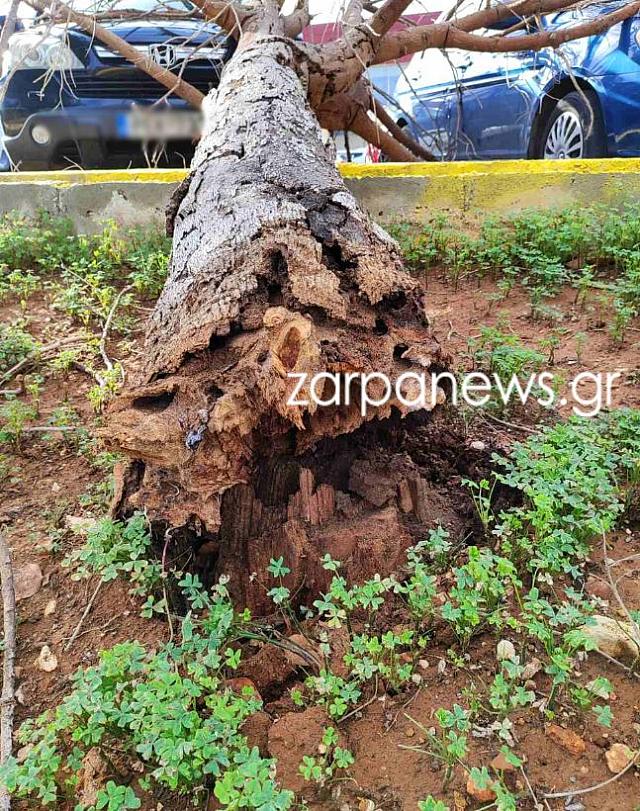 πτωση δεντρου