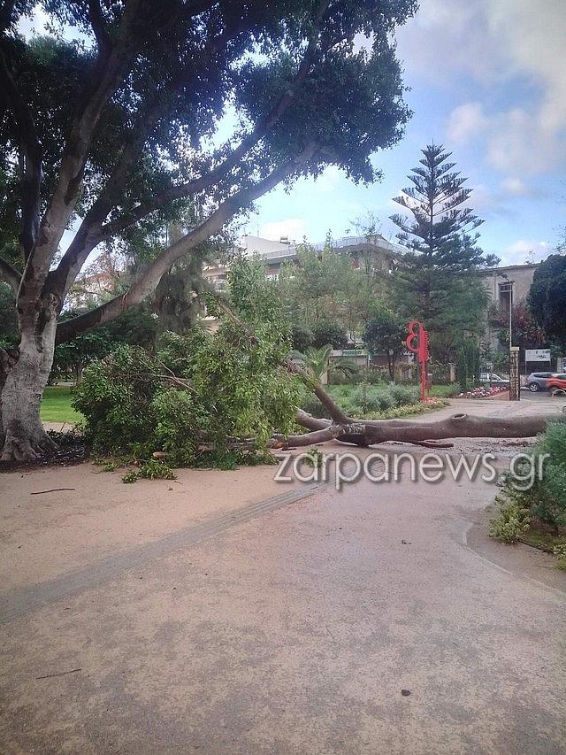 πτωση δεντρου