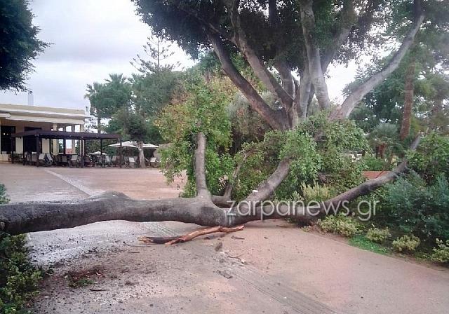 πτωση δεντρου