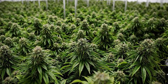 Κάνναβη υδροπονικής καλλιέργειας