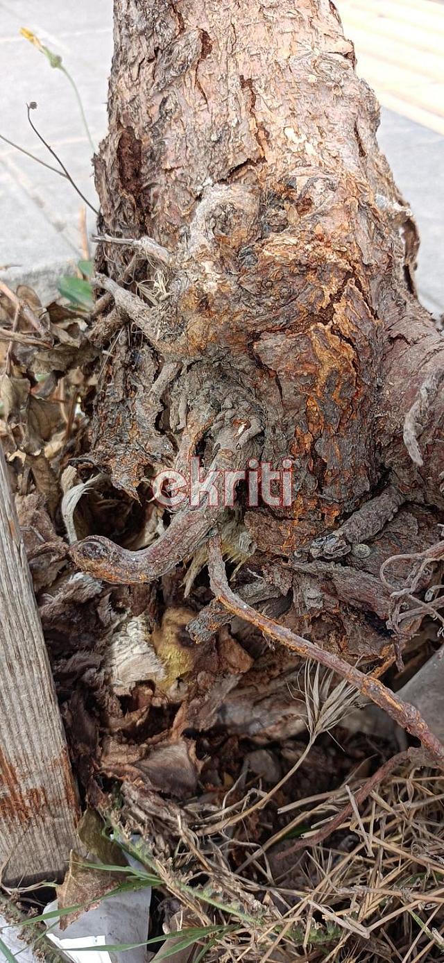 μουριά αμμουδάρα