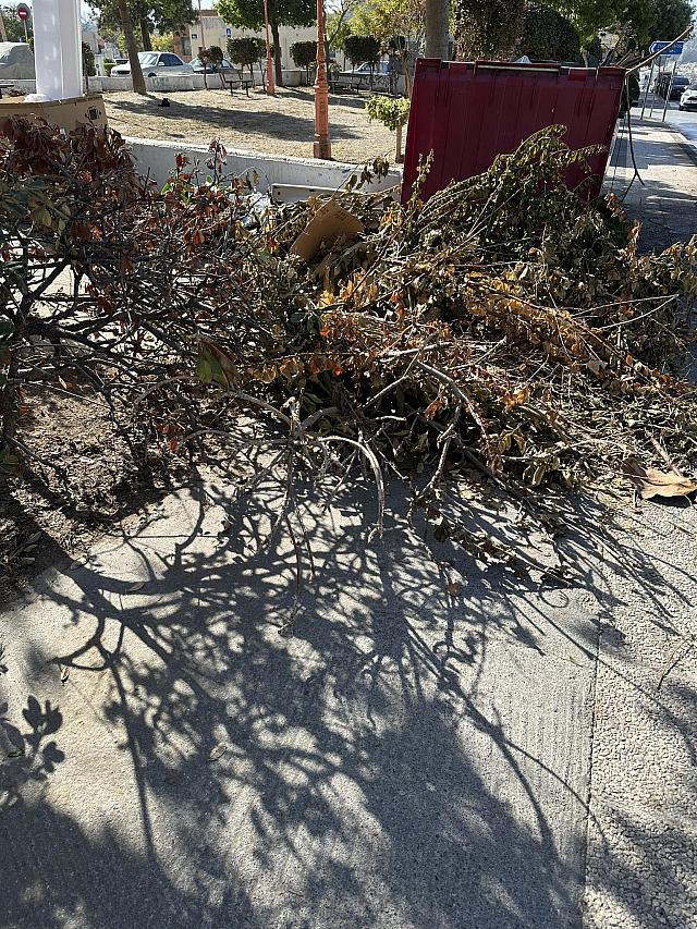 Κλαδιά δέντρου