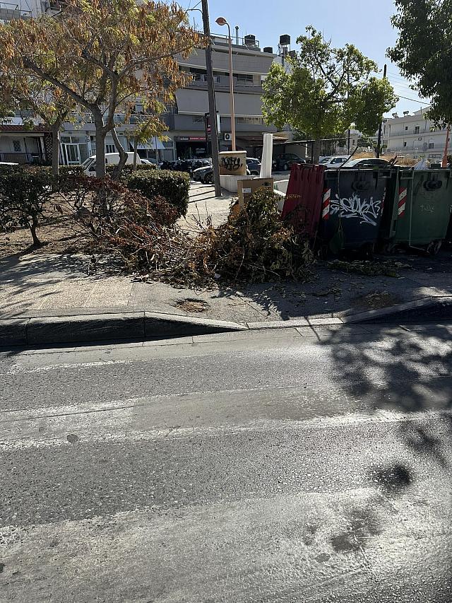 Κλαδιά δέντρου