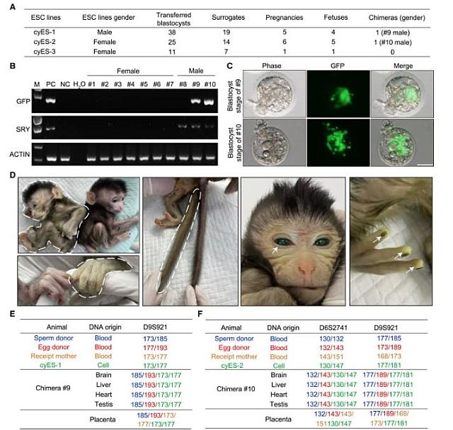 πιθηκος με φωσφορίζοντα ματια