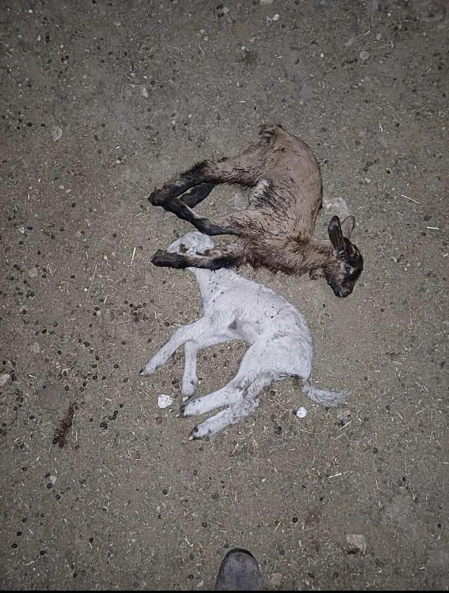 νεκρά πρόβατα