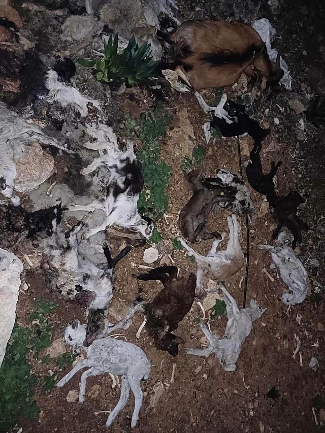 νεκρά πρόβατα