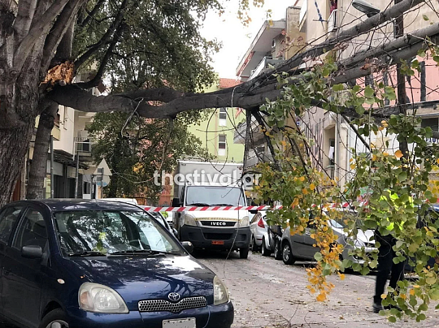 Πτώσεις δένδρων Θεσσαλονίκη