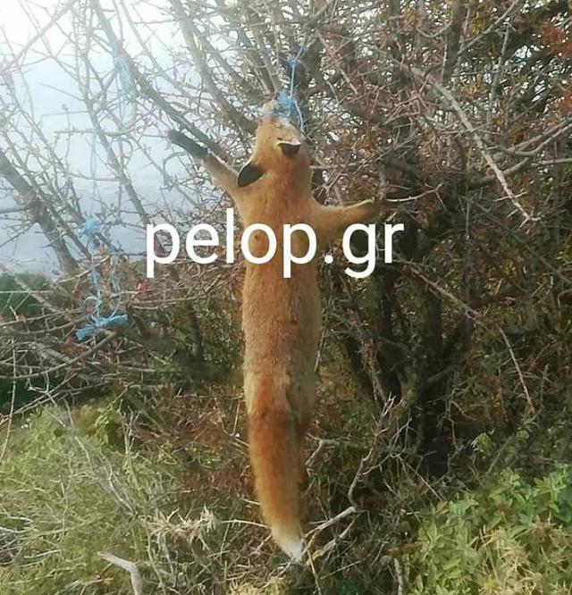 Αλεπού - κτηνωδία 