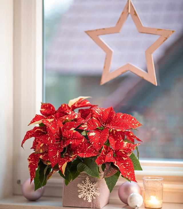 αλεξανδρινό