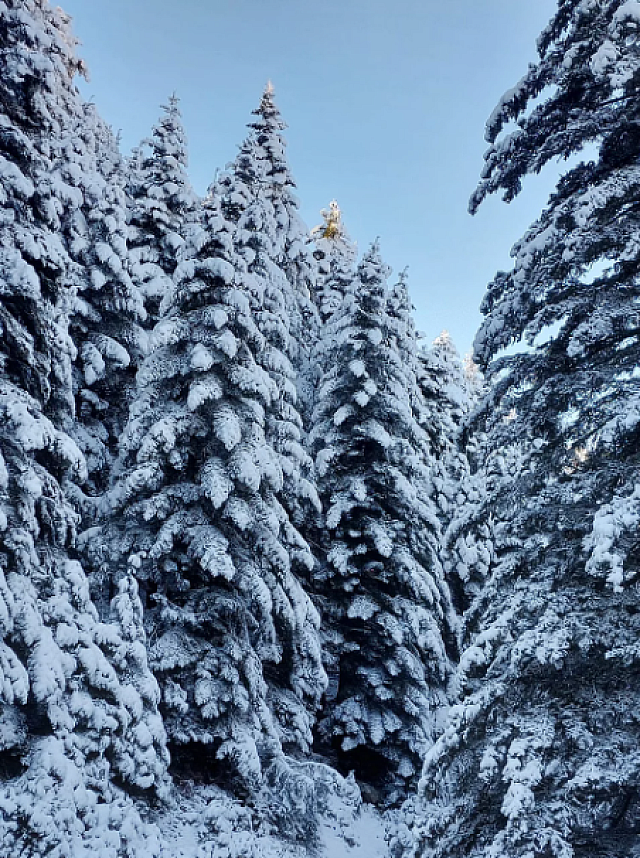 Δάσος Οξυάς χιόνι 2
