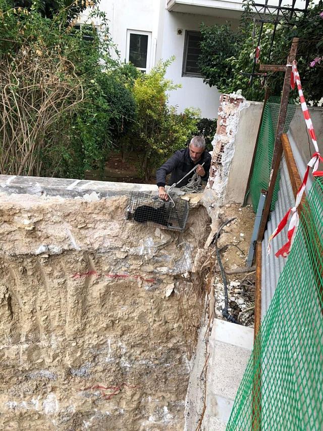 Διάσωση γάτα θεμέλια 3