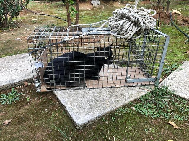 Διάσωση γάτα θεμέλια 4