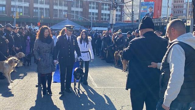 διοικητής σκύλος