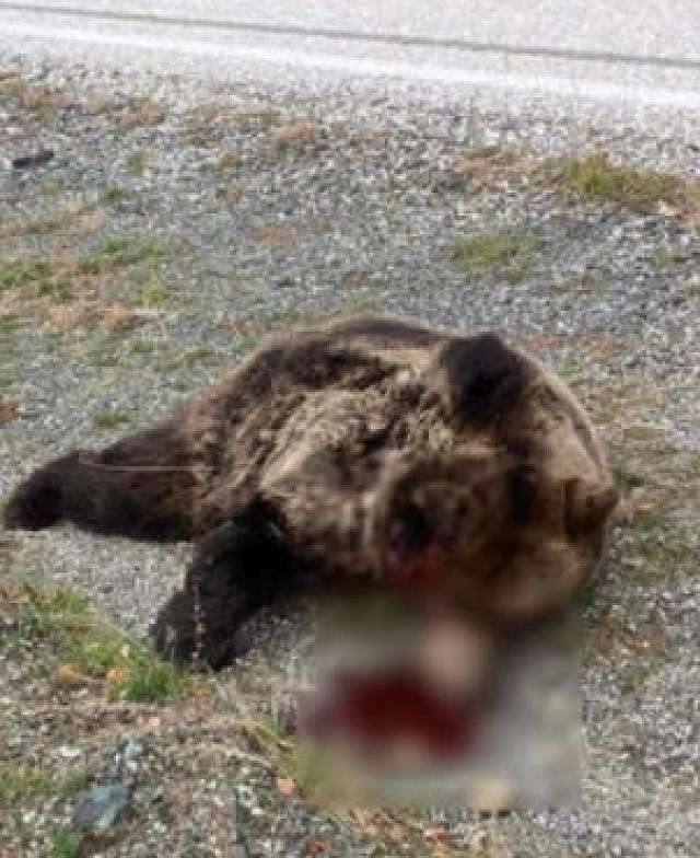 ΑΡΚΟΥΔΕΣ ΝΕΚΡΕΣ