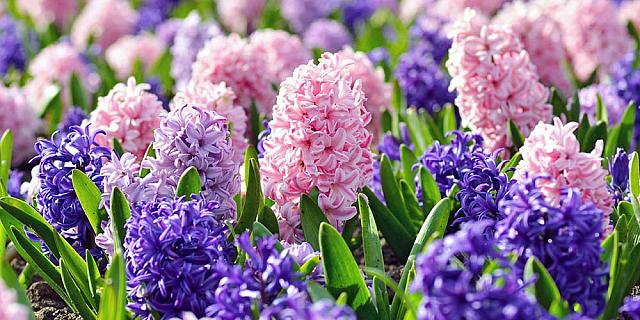 Ζουμπούλια