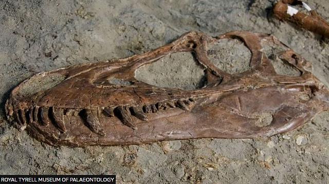 ΤΥΡΑΝΟΣΑΥΡΟΣ