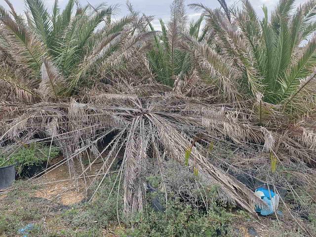 Βαι σκαθάρι