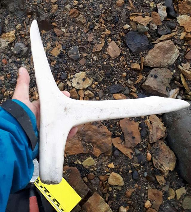 παγοκοφτης