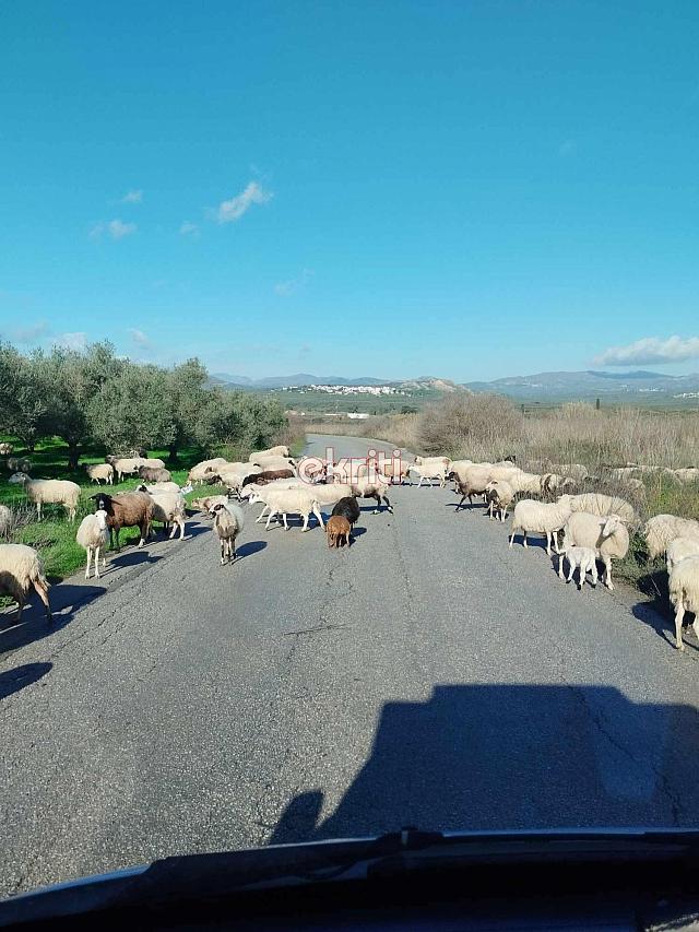 καστελιανά πρόβατα